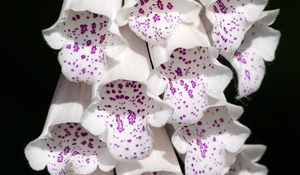 Preview wallpaper digitalis, flowers, white, purple, buds