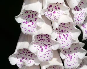 Preview wallpaper digitalis, flowers, white, purple, buds