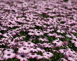 Preview wallpaper dimorfoteka, flowers, many, meadow, motion blur