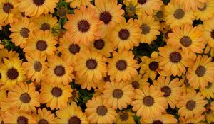 Preview wallpaper dimorfoteka, flowers, yellow, petals, flowerbed