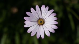 Preview wallpaper dimorphotheca ecklonis, petals, flower, plants