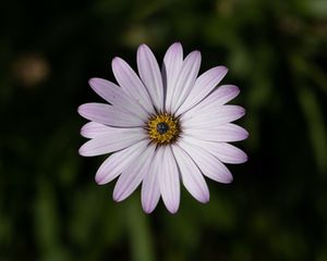 Preview wallpaper dimorphotheca ecklonis, petals, flower, plants