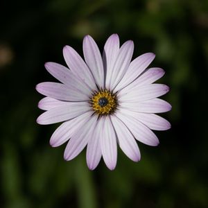 Preview wallpaper dimorphotheca ecklonis, petals, flower, plants