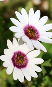 Preview wallpaper dimorphotheca ecklonis, petals, flowers, white, purple