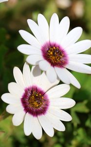 Preview wallpaper dimorphotheca ecklonis, petals, flowers, white, purple