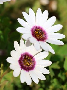 Preview wallpaper dimorphotheca ecklonis, petals, flowers, white, purple