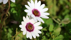 Preview wallpaper dimorphotheca ecklonis, petals, flowers, white, purple