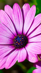 Preview wallpaper dimorphotheca ecklonis, petals, purple, macro, pollen