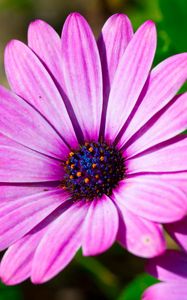 Preview wallpaper dimorphotheca ecklonis, petals, purple, macro, pollen