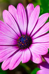 Preview wallpaper dimorphotheca ecklonis, petals, purple, macro, pollen