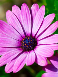 Preview wallpaper dimorphotheca ecklonis, petals, purple, macro, pollen