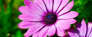 Preview wallpaper dimorphotheca ecklonis, petals, purple, macro, pollen