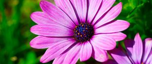 Preview wallpaper dimorphotheca ecklonis, petals, purple, macro, pollen