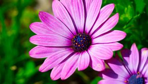 Preview wallpaper dimorphotheca ecklonis, petals, purple, macro, pollen