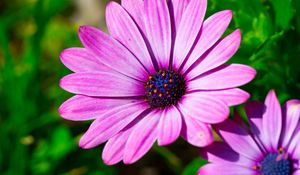 Preview wallpaper dimorphotheca ecklonis, petals, purple, macro, pollen