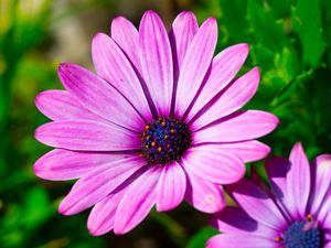 Preview wallpaper dimorphotheca ecklonis, petals, purple, macro, pollen