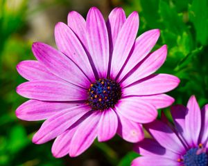 Preview wallpaper dimorphotheca ecklonis, petals, purple, macro, pollen