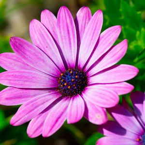 Preview wallpaper dimorphotheca ecklonis, petals, purple, macro, pollen