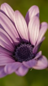 Preview wallpaper dimorphotheca ecklonis, petals, purple, macro, blur