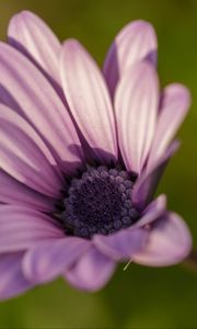 Preview wallpaper dimorphotheca ecklonis, petals, purple, macro, blur