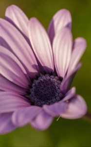 Preview wallpaper dimorphotheca ecklonis, petals, purple, macro, blur