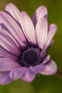 Preview wallpaper dimorphotheca ecklonis, petals, purple, macro, blur