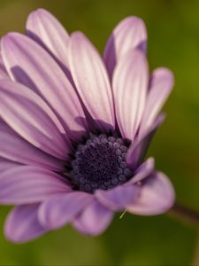 Preview wallpaper dimorphotheca ecklonis, petals, purple, macro, blur