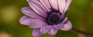 Preview wallpaper dimorphotheca ecklonis, petals, purple, macro, blur