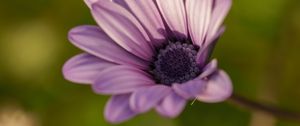 Preview wallpaper dimorphotheca ecklonis, petals, purple, macro, blur