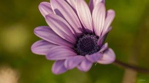 Preview wallpaper dimorphotheca ecklonis, petals, purple, macro, blur