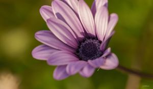 Preview wallpaper dimorphotheca ecklonis, petals, purple, macro, blur