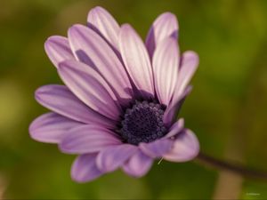 Preview wallpaper dimorphotheca ecklonis, petals, purple, macro, blur