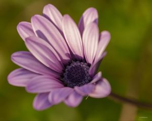 Preview wallpaper dimorphotheca ecklonis, petals, purple, macro, blur