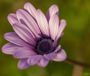 Preview wallpaper dimorphotheca ecklonis, petals, purple, macro, blur