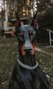 Preview wallpaper doberman, dog, black, pet, animal
