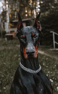 Preview wallpaper doberman, dog, black, pet, animal