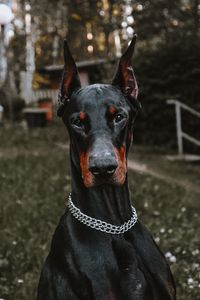 Preview wallpaper doberman, dog, black, pet, animal