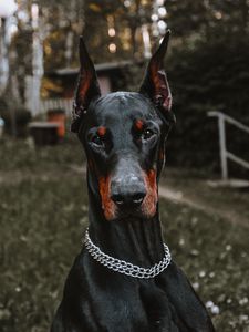 Preview wallpaper doberman, dog, black, pet, animal