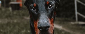 Preview wallpaper doberman, dog, black, pet, animal