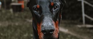 Preview wallpaper doberman, dog, black, pet, animal