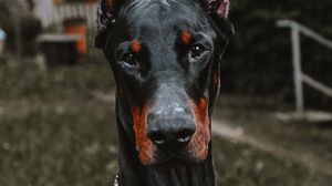 Preview wallpaper doberman, dog, black, pet, animal