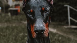 Preview wallpaper doberman, dog, black, pet, animal