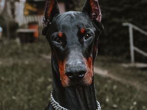 Preview wallpaper doberman, dog, black, pet, animal