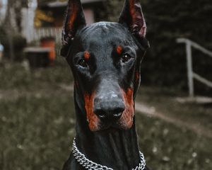Preview wallpaper doberman, dog, black, pet, animal