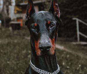 Preview wallpaper doberman, dog, black, pet, animal