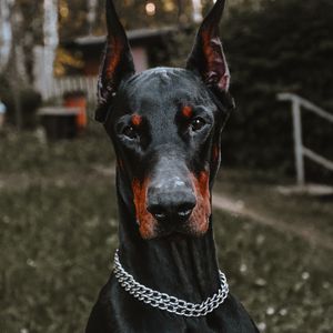 Preview wallpaper doberman, dog, black, pet, animal