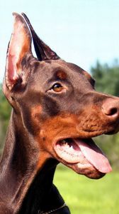 Preview wallpaper doberman, dog, face, tongue