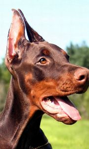 Preview wallpaper doberman, dog, face, tongue