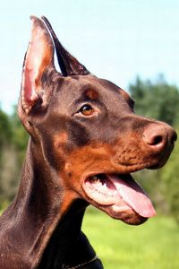 Preview wallpaper doberman, dog, face, tongue