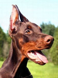 Preview wallpaper doberman, dog, face, tongue